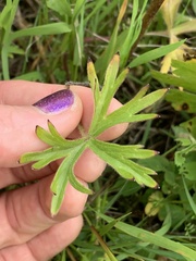 Delphinium pavonaceum