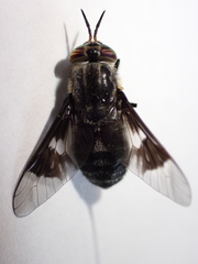 Chrysops mitis