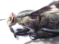 Chrysops mitis
