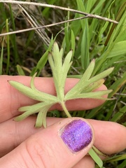 Delphinium pavonaceum