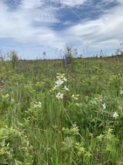 Delphinium pavonaceum