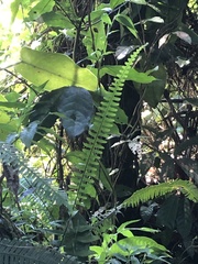 Nephrolepis rivularis image