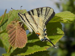 Iphiclides podalirius