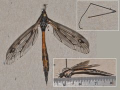 Tipula metacomet