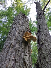 Pleurotus citrinopileatus