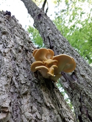 Pleurotus citrinopileatus