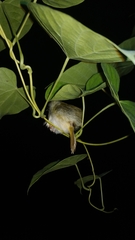 Orthotomus