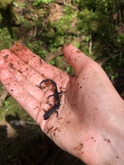 Plethodon montanus