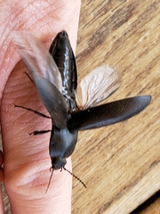 Melanactes densus