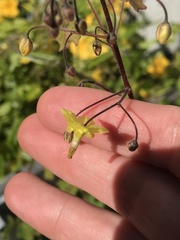Vancouveria chrysantha