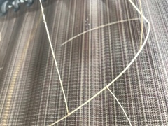 Schedonnardus paniculatus