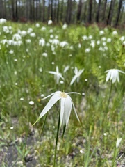Rhynchospora latifolia