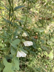 Scutellaria californica