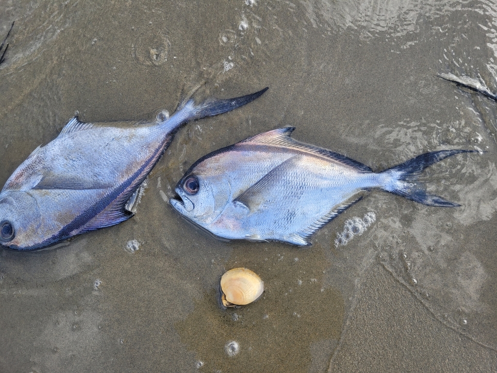 Southern Ray's bream (Brama australis) — Bramidae