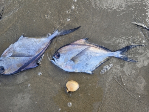 Southern Ray's bream (Brama australis) — Bramidae