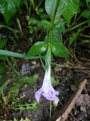 Ruellia pedunculata