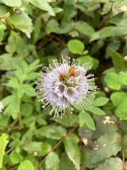 Hydrophyllum capitatum thompsonii