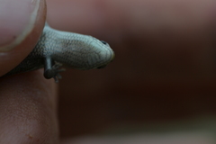 Plestiodon anthracinus
