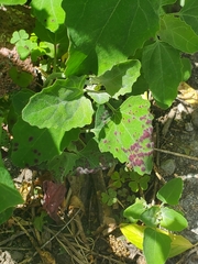 Norvellina chenopodii