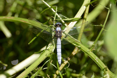 Orthetrum japonicum