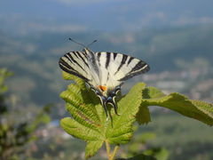 Iphiclides podalirius