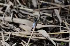 Orthetrum albistylum