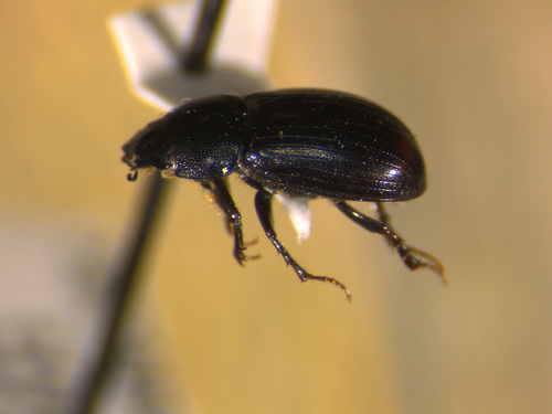 Lechorodius terminalis