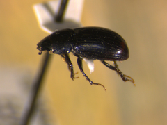 Lechorodius terminalis