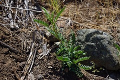 Astragalus clevelandii