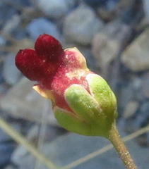 Scrophularia tanacetifolia