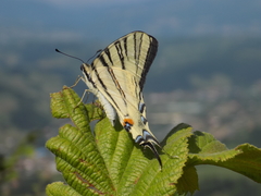 Iphiclides podalirius