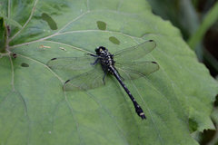 Asiagomphus melaenops