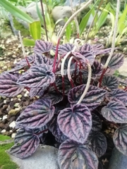 Peperomia caperata