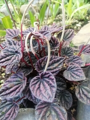 Peperomia caperata