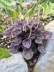 Peperomia caperata