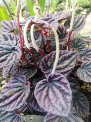 Peperomia caperata