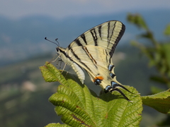 Iphiclides podalirius