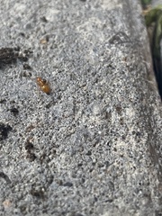 Lasius claviger