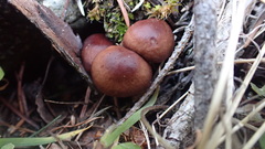 Mycena overholtsii