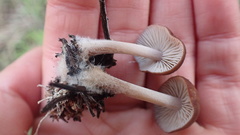 Mycena overholtsii