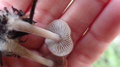 Mycena overholtsii