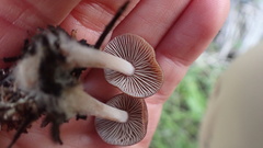 Mycena overholtsii
