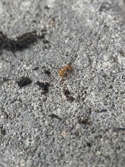 Lasius claviger