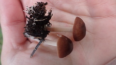 Mycena overholtsii