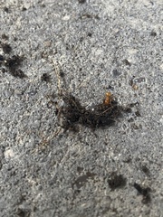 Lasius claviger