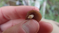 Mycena overholtsii