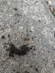 Lasius claviger