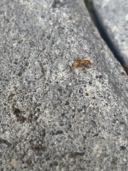 Lasius claviger