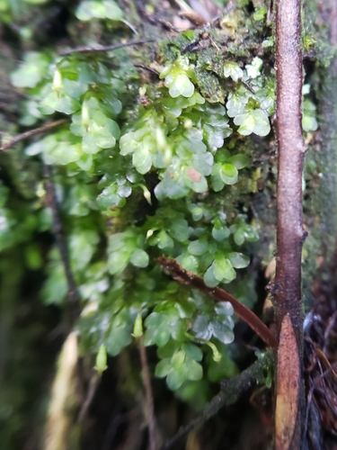 Daltoniaceae