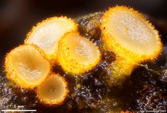 Arachnopeziza aurelia